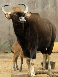 Bronx Zoo - Tierpark der Superlative – Gaur and a Gaur calf.