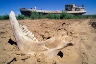 Mysteriöse Inseln – Der Kiefer eines Nutztieres liegt auf dem ausgetrockneten Meeresboden des Aralsees, mit einem verlassenen, gestrandeten Schiff im Hintergrund. MYSTERIOUS ISLANDS nimmt die Zuschauer mit auf eine unvergessliche Entdeckungsreise zu den außergewöhnlichsten und rätselhaftesten Inseln der Erde. (Kredit: MASSIMO BREGA/EURELIOS/SCIENCE PHOTO LIBRARY)