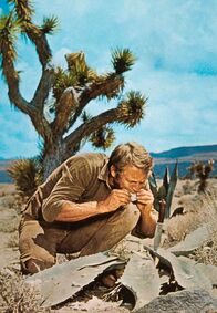 Nevada Smith – In der Wüste nutzt Nevada Smith (Steve McQueen) seine Kenntnis der Wildnis, um an Nahrung zu kommen.