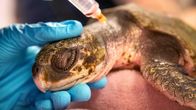 Ein perfekter Planet – Durch sich verändernde Meeresströmungen verschlägt es Karibische Bastardschildkröten immer wieder viel zu weit in den Norden, und sie werden an die Strände gespült. Naturschützer sammeln die bewegungsunfähigen Schildkröten ein. Im New England Aquarium in Boston ist man mittlerweile darauf spezialisiert, die hilflosen Meeresbewohner zu behandeln.