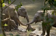 Wilde Tierreiche – Erwachsene Elefanten und ein Junges am Fluss: Bis es drei Jahre alt ist, trinkt das Kalb die Milch seiner Mutter.