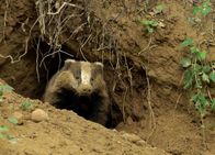 Netz Natur – Frühlingsputz: Dachse sind leidenschaftliche Gräber und fühlen sich unter der Erde mindestens so wohl wie an der Oberfläche.