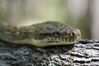 Snake Security - Schlangenalarm in Australien – Sa, 01.06., 08:35 Uhr