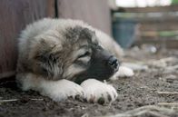 360° Reportage: Georgien: Die Schäferhunde der Mönche – Kaukasische Schäferhunde stammen ursprünglich aus Georgien. Sie sind von Natur aus robust, sehr intelligent und wissbegierig.