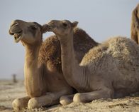 Tierische Freaks – Einige Tiere haben äußerst ungewöhnliche Überlebensstrategien entwickelt. Schildköten, die explodieren, Koalas mit ungewöhnlichem Speiseplan und junge Vögel, die einen überraschenden Abwehrmechanismus haben./Einige Tiere haben äußerst ungewöhnliche Überlebensstrategien entwickelt. Schildköten, die explodieren, Koalas mit ungewöhnlichem Speiseplan und junge Vögel, die einen überraschenden Abwehrmechanismus haben.