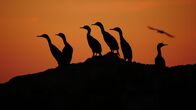 Wildes Peru – Punta San Juan, Peru - Umrisse von Guanay-Kormoranen vor der Skyline des Sonnenuntergangs.