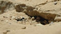 Wildes Überleben – Wüsten-Ameisen haben extrem lange Beine als Schutz vor dem heißen Sand.