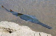 Zeb Hogans Monsterfische – Baby freshwater sawfish sits in shallow water.