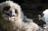 Unsere Wälder – Über Jahrhunderte galten Uhus als Totenvögel und wurden verfolgt. Mitte des 20. Jahrhunderts war die große Eule in Deutschland fast ausgestorben. Dank strenger Schutzmaßnahmen brüten heute wieder über 800 Paare im Land.