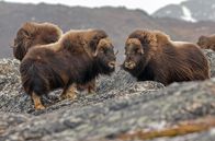 Skandinavien: Der Ruf der Natur – Skandinavien: Der Ruf der Natur (2016)