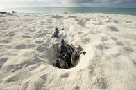 Unsere Ozeane – Frisch geschlüpfte Schildkröten kriechen aus dem Sand und suchen ihren Weg ins Wasser.