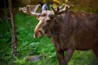 Animal Fight Club – Elche in Schweden