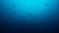 Big Pacific – Um Malpelo Island in Kolumbien sammeln sich oft große Schwärme von Hammerhaien.