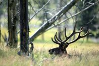 Yellowstone – Der Yellowstone Nationalpark ist geprägt vom Wechsel der Extreme. Im Sommer, der nur wenige Wochen dauert, verwandelt sich in kürzester Zeit die eiskalte Hochebene in blumenbedeckte Weideflächen, die zu den fruchtbarsten in ganz Amerika gehören ...