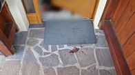 Ermittler! – Vor der Wohnung der Toten finden die Beamten einen Schuhabdruck aus Blut. Da er vom Tatort wegführt, können die Beamten davon ausgehen, dass es sich um die Schuhe des Täter handelt. Der Schuh hat die Größe 46 und ist von der Marke "Nike".