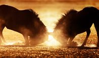 Animal Fight Club – Gnus bekämpfen sich gegenseitig mit starken, gebogenen Hörnern, die bis zu 2,5 Fuß groß werden können.