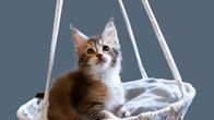 Einstein – Babykatze in einer Schaukel