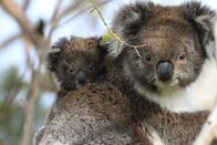 Australien – Die ersten Lebensmonate verbringen Koalababys gut geschützt im Beutel der Mutter - erst dann beginnen sie, die Welt zu entdecken - anfangs oft auf dem Rücken der Mutter.