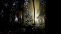 Unsere Wälder – Sonnenaufgang im Nationalpark Bayerischer Wald.