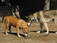Der Hundeflüsterer – (6. Staffel) - Cesar Millan gibt keinen Hund auf ...