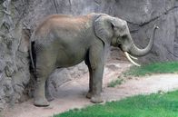 Giraffe, Erdmännchen & Co. – Elefant Tamo im Opel Zoo hat Bauchweh.
