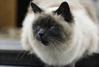 Tierische Freaks – Gusty, the pet cat of Skip and Gerri Museth, aboard "Defense", a 53-foot trawle r the Museths operate near Elfin Cove, Chichagof Island, Alexander Archipelago, Alaska.