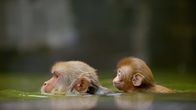 Primaten – Rhesusaffen (Macaca mulatta) sind fähige und begeisterte Schwimmer.