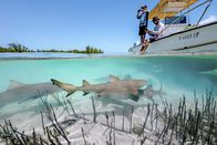 Ein perfekter Planet – Regisseur Ed Charles und Kameramann Duncan Brake bereiten einen Unterwasserdreh vor der Küste der Bahamas vor. Sie wollen eine Gruppe junger Zitronenhaie filmen, die nahe der Mangroven auf der Jagd sind - und offenbar ihrerseits an Boot und Crew interessiert sind.