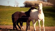 HipHorses – Pferde der HeupenmĂĽhle: Hier verbringen Ronja und Paula ihre Reiterferien.Â