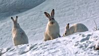 Die Dolomiten - Im Garten der Helden – Schneehasen sind gewitzte Ernährungsstrategen, erprobte Hungerkünstler und faszinieren durch ihre Höchstleistungen. Weitere Fotos erhalten Sie auf Anfrage.