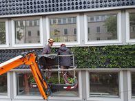P.M. Wissen – Fassadenbegrünung in der Zürcher Innenstadt.