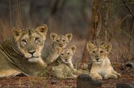 Wildes Indien – Gir-Nationalpark, Gujarat, Indien: Löwenjunge liegen neben ihrer Mutter im Gir-Nationalpark.