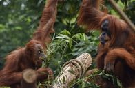 Leopard, Seebär & Co. – Ganz schön schlau: Die Orang-Utan Weibchen lieben knifflige Aufgaben. Weitere Fotos auf Anfrage.