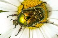Fabelhafte Insekten – Ein metallisch glänzender Rosenkäfer