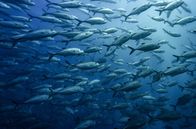 Australien - Im Sog des Ostaustralstroms – Ein Fischschwarm in den Tiefen des Meeres