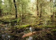 Universum: Donau - Lebensader Europas – Naturpark Kopacki Rit, Kroatien.