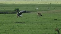 Terra Mater – Fuchs bei der Entenjagd