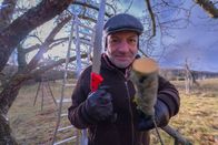 freizeit – Mit Handsäge und Leiter kümmert sich der Schmidt Max um einen Apfelbaum in Franken. Er besucht die Streuobstwiesen in Burgbernheim nicht nur zur Naschzeit im Sommer, sondern auch im Winter zur Baumpflege.