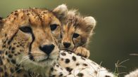 Im Leben einer Gepardin – A female cheetah with a cub peeping over her shoulder. (Wildlife Films/Dereck Joubert)