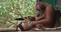 Spione im Tierreich – Clever und geschickt: Das Orang-Utan-Männchen hat sich den Gebrauch einer Säge bei menschlichen Nachbarn abgeguckt.