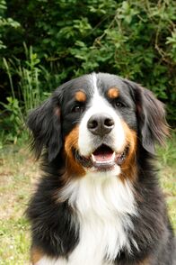 Löwenzähnchen - Eine Schnüffelnase auf Entdeckungstour – Berner Sennenhund Keks ist für sein nächstes Abenteuer bereit. Mal sehen, wen er heute trifft?