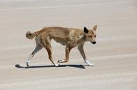 Australiens wilde Wälder – Dingos ernähren sich hauptsächlich von kleinen Säugetieren und Reptilien.