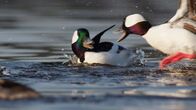 Die wunderbare Welt der Enten – Kämpfende Büffelkopfenten.