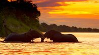 Expeditionen: Mittendrin - Botswana – Elefanten.