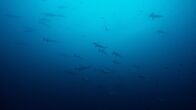Big Pacific – Um Malpelo Island in Kolumbien sammeln sich oft große Schwärme von Hammerhaien.