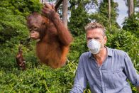 Terra X: Faszination Erde – Orang-Utans, die Waldmenschen Borneos, sind uns in vielen Dingen ähnlich. Jahrelang lernen die Babys von ihren Müttern was sie zum Leben im Urwald brauchen. Orang-Utans sind stark gefährdet. Im "Sepilok Rehabilitation Center" besucht Dirk Steffens die Ziehmütter der Orang-Utan-Waisen.