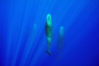 Terra X: Säugetiere – Eine Gruppe Pottwale schläft nahe der Oberfläche, wobei die Tiere aufrecht im Wasser stehen.