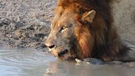 Killer Safari – Ein Löwe trinkt aus einem Wasserloch, während sich eine Sumpfschildkröte nähert und das Maul des Löwen erkundet. (Earth Touch USA LLC)