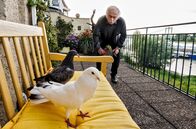 Rentnercops – Edwin Bremer (Tilo Prückner) hat ein Tauben-Problem auf seinem Balkon.
