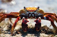 Der blaue Planet – Die Rote Klippenkrabbe wartet darauf, dass die Flut endlich zurückgeht. Erst dann ist der Weg zu ihren Weidgründen frei: ein paar algenbewachsene Felsen, ungefähr 100 Meter vor der Küste.